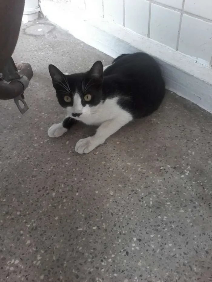 Gato ra a Indefinida idade 2 a 6 meses nome Lala