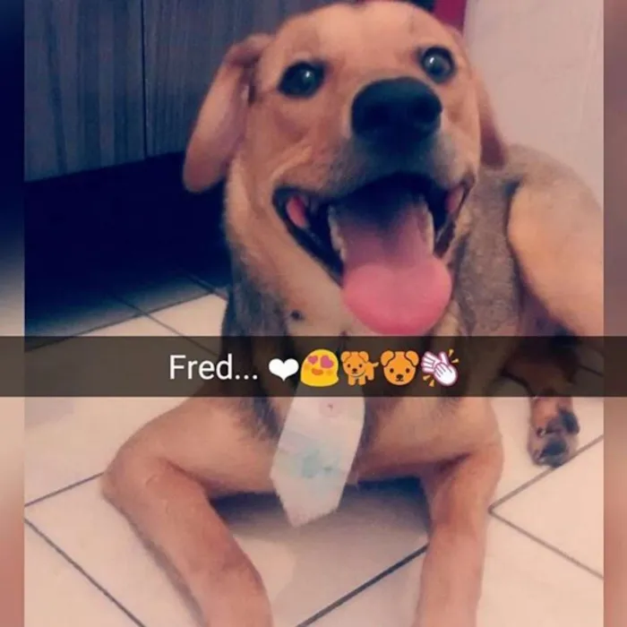 Cachorro ra a Vira lata idade 2 anos nome Fred