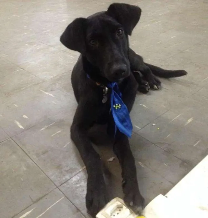 Cachorro ra a Vira Lata idade 2 a 6 meses nome Dick