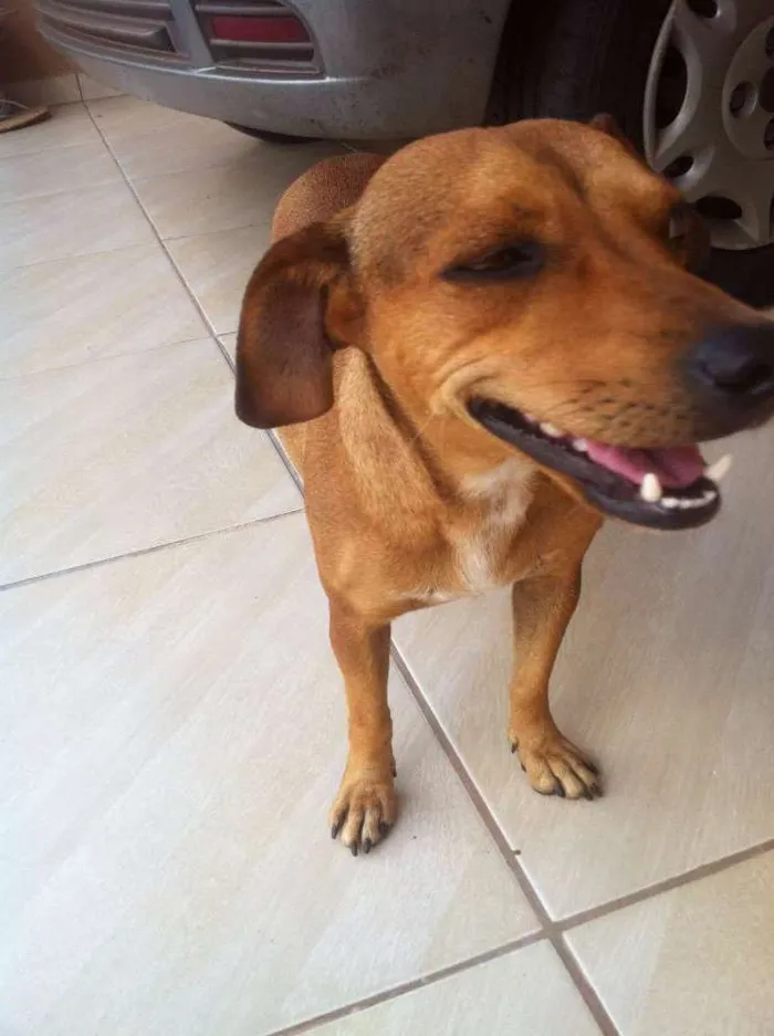 Cachorro ra a n tem idade 2 a 6 meses nome João