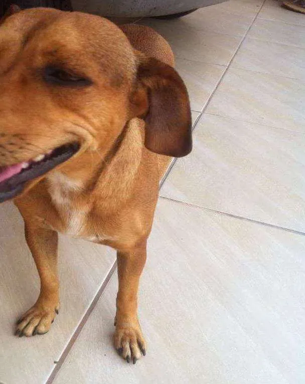 Cachorro ra a n tem idade 2 a 6 meses nome João