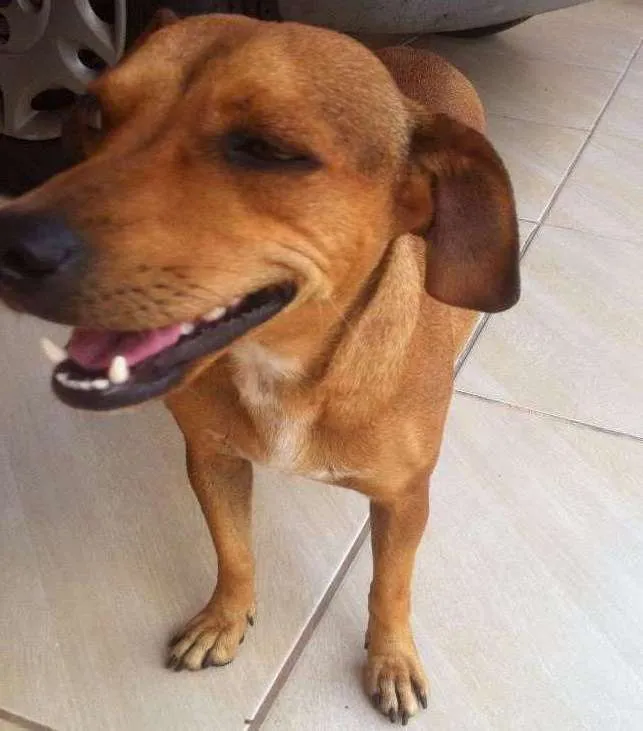 Cachorro ra a n tem idade 2 a 6 meses nome João