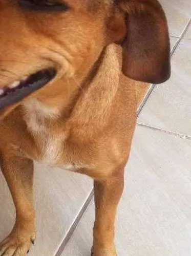 Cachorro ra a n tem idade 2 a 6 meses nome João