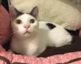 Milo