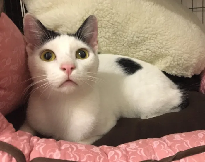 Gato ra a SRD idade 2 a 6 meses nome Milo