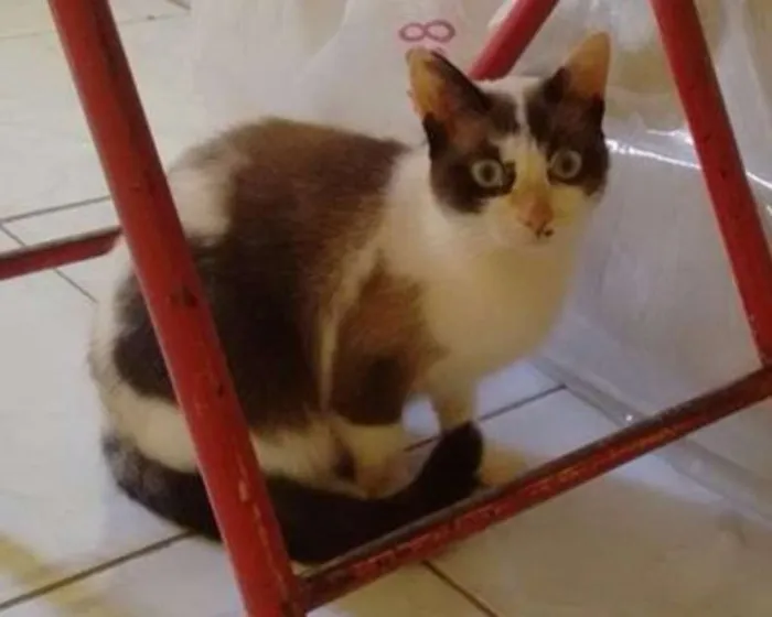 Gato ra a Siamês idade 1 ano nome Babi