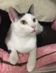 Milo