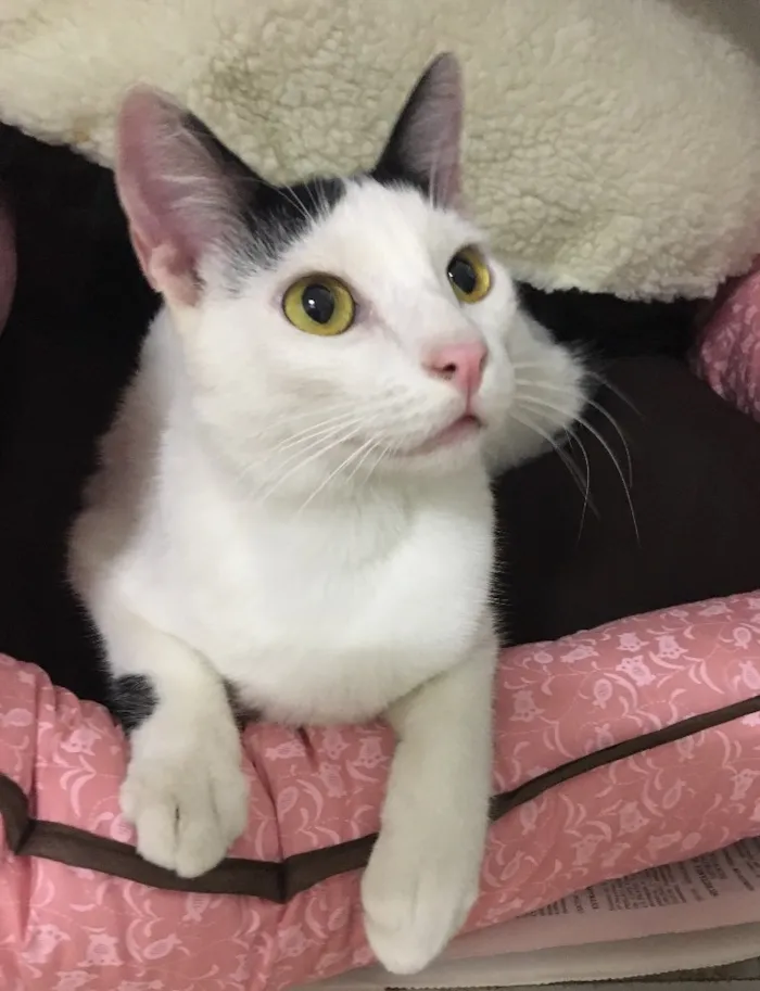 Gato ra a SRD idade 2 a 6 meses nome Milo