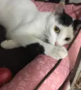 Milo