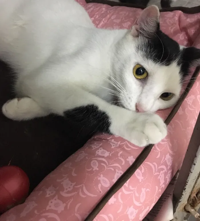 Gato ra a SRD idade 2 a 6 meses nome Milo