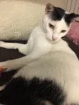 Milo