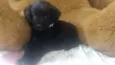 Kira