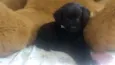 Kira