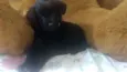 Kira
