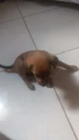 Belo