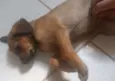 Belo