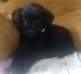 Kira
