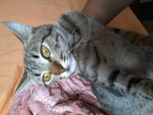 Gato raça Nao sabemos idade 1 ano nome Malu