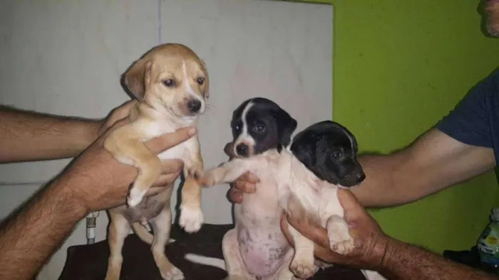 Cachorro ra a ... idade Abaixo de 2 meses nome ....