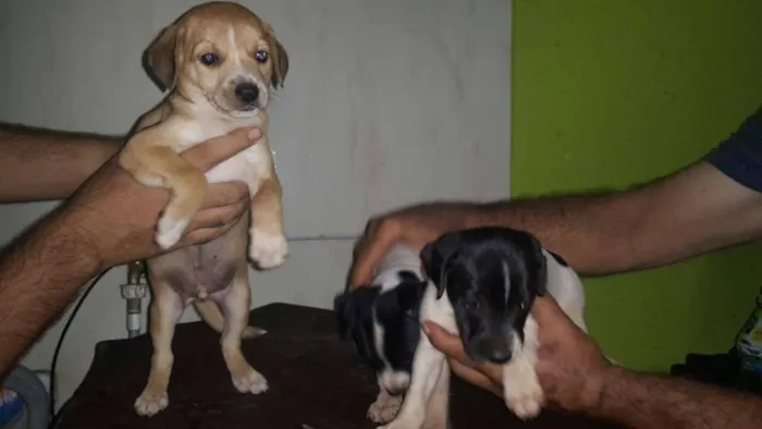 Cachorro ra a ... idade Abaixo de 2 meses nome ....