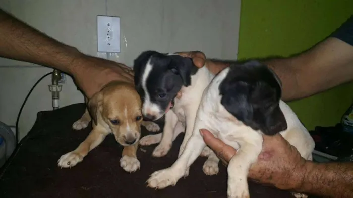 Cachorro ra a ... idade Abaixo de 2 meses nome ....