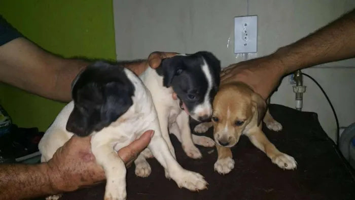 Cachorro ra a ... idade Abaixo de 2 meses nome ....