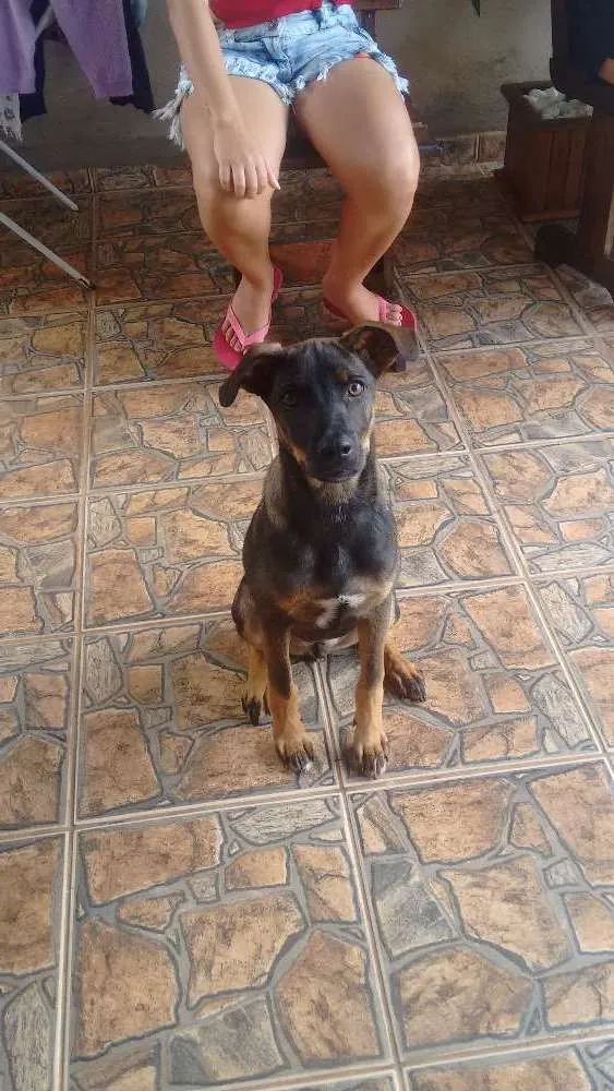 Cachorro ra a Raça indefinida idade 2 a 6 meses nome Sem nome