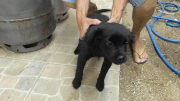 Cachorro raça mistiço idade Abaixo de 2 meses nome sem nome