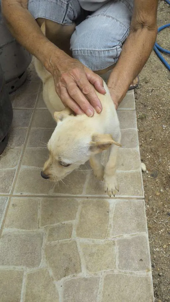 Cachorro raça mistiço idade Abaixo de 2 meses nome sem nome