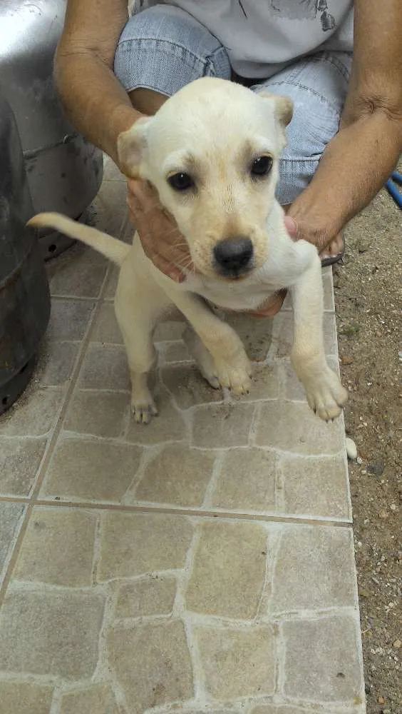 Cachorro raça mistiço idade Abaixo de 2 meses nome sem nome