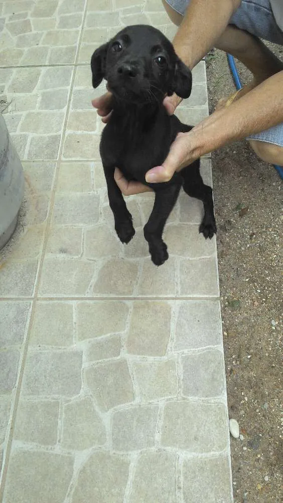 Cachorro raça mistiço idade Abaixo de 2 meses nome sem nome