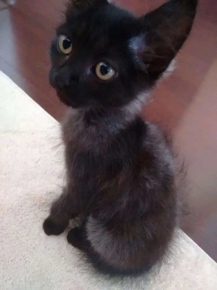 Gato ra a srd idade 2 a 6 meses nome Black