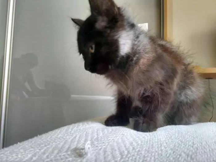 Gato ra a srd idade 2 a 6 meses nome Black
