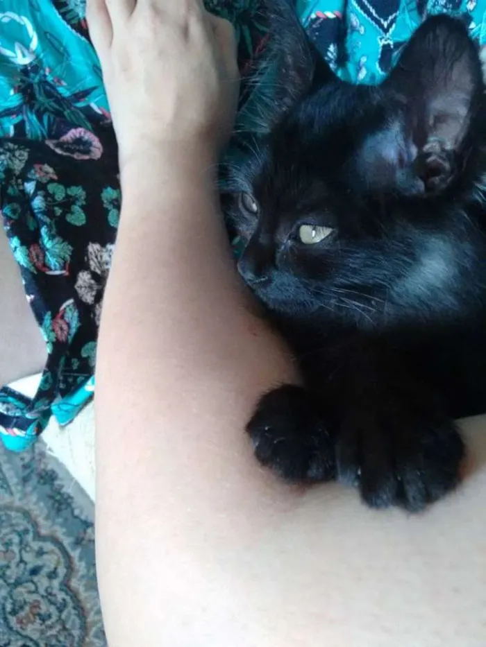 Gato ra a srd idade 2 a 6 meses nome Black