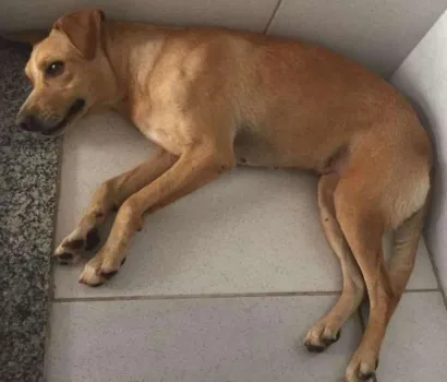 Cachorro raça Sem raça definida idade  nome Não tem nome