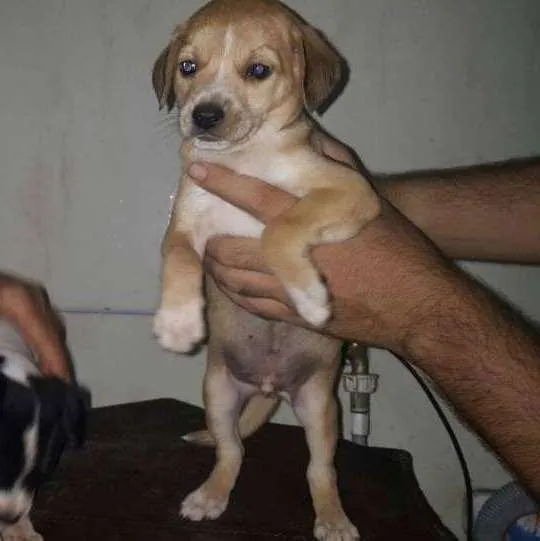 Cachorro ra a ... idade Abaixo de 2 meses nome ....