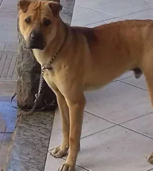 Cachorro raça Sharpy idade 1 ano nome Marley