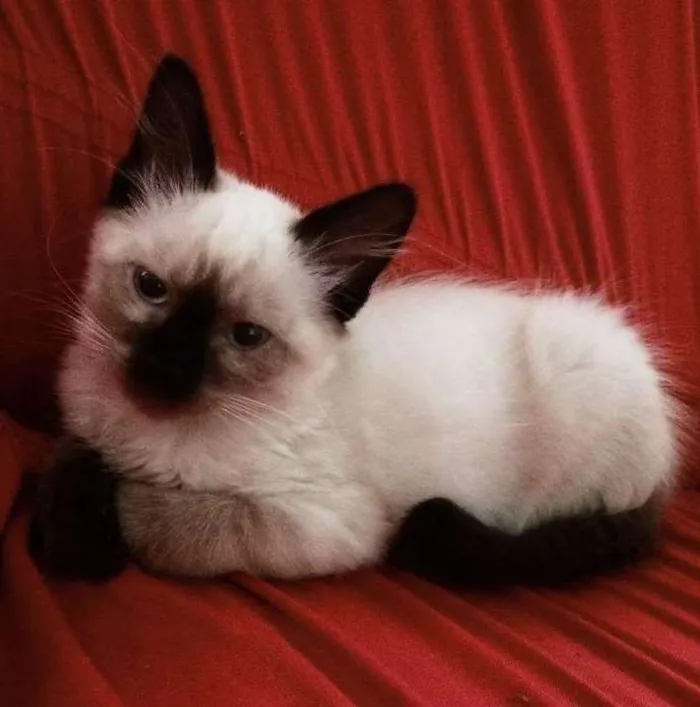 Gato ra a Siamês  idade  nome Evee