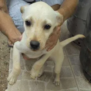 Cachorro raça mistiço idade Abaixo de 2 meses nome sem nome