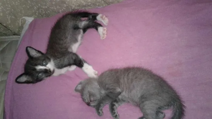 Gato ra a srd idade 2 a 6 meses nome não coloquei nomes
