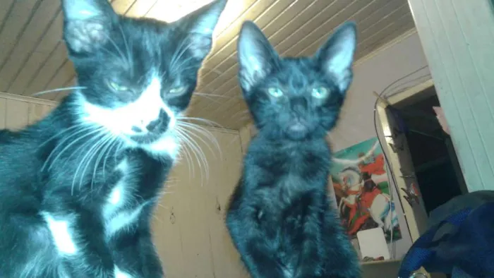 Gato ra a srd idade 2 a 6 meses nome não coloquei nomes