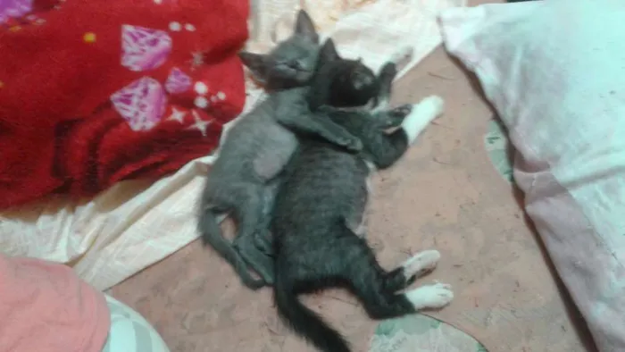Gato ra a srd idade 2 a 6 meses nome não coloquei nomes