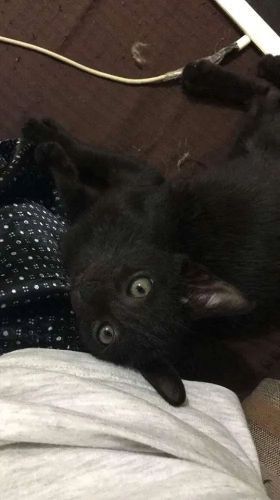 Gato ra a vira  idade 2 a 6 meses nome Pretinha