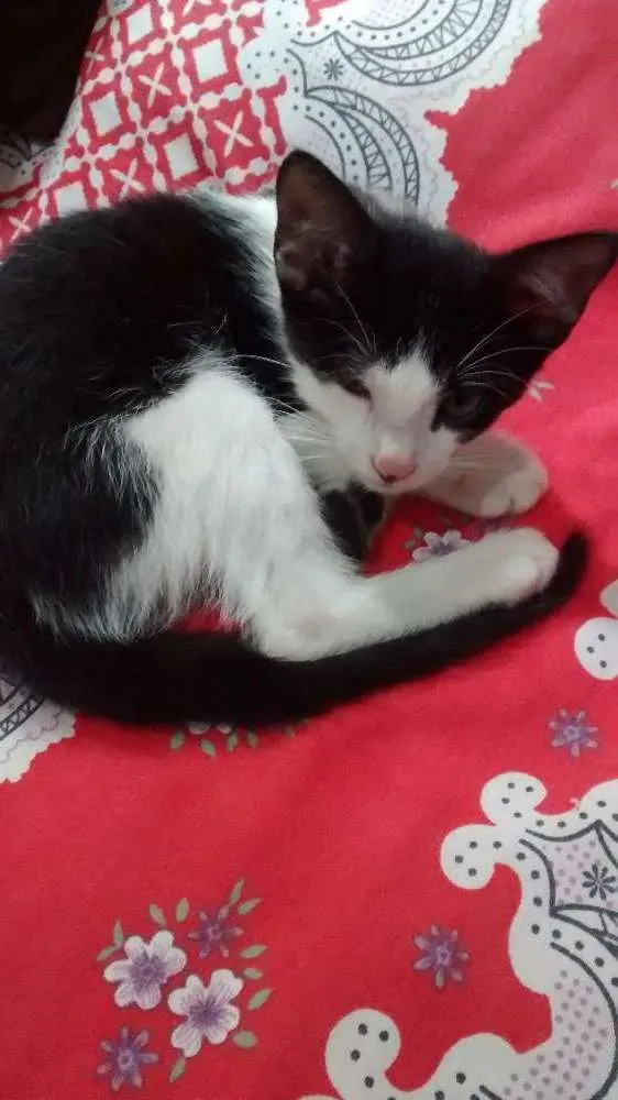 Gato ra a  idade 2 a 6 meses nome Sem nome ainda