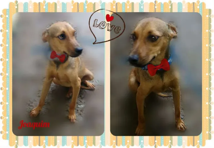 Cachorro ra a SRD idade 2 anos nome JOAQUIM