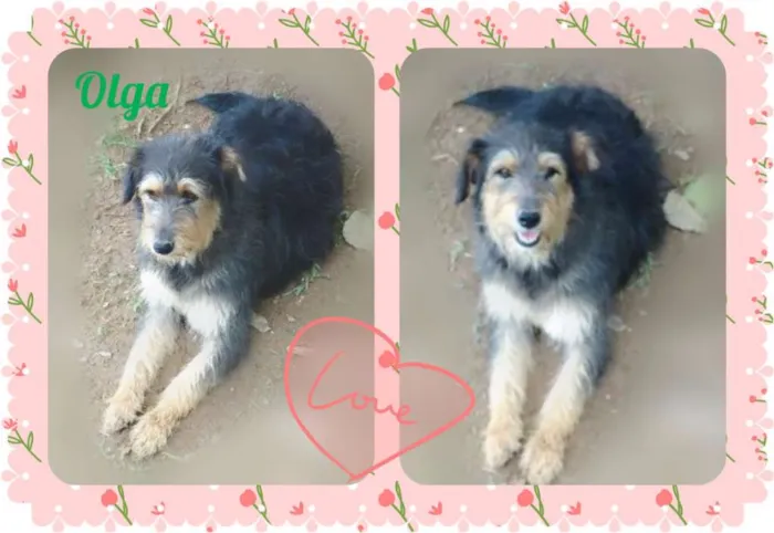 Cachorro ra a SRD idade 2 anos nome OLGA