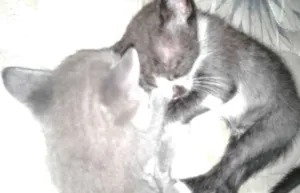 Gato raça srd idade 2 a 6 meses nome não coloquei nomes