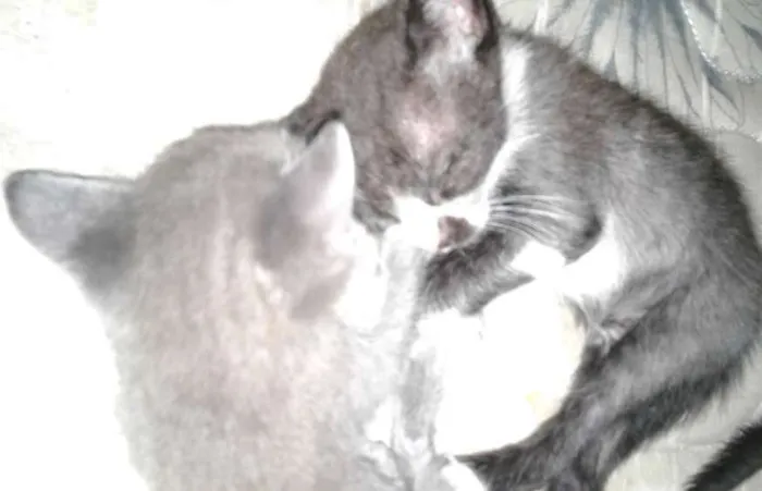 Gato ra a srd idade 2 a 6 meses nome não coloquei nomes