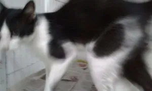 Gato raça SRD idade 1 ano nome frajola