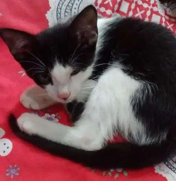 Gato ra a  idade 2 a 6 meses nome Sem nome ainda